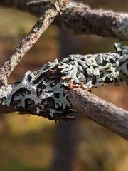 Hypogymnia incurvoides