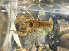 Faxonius margorectus