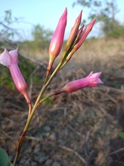 Mandevilla pohliana