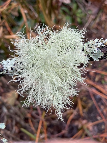 Bristly Beard Lichen