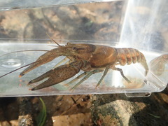 Faxonius margorectus