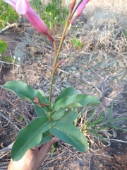Mandevilla pohliana