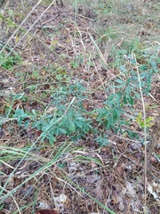 Chamaecytisus ruthenicus