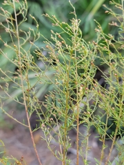 Lechea sessiliflora