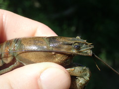 Faxonius margorectus