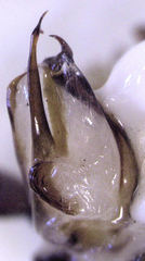 Drymaplaneta heydeniana