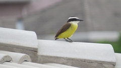 Pitangus sulphuratus