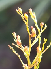 Lechea sessiliflora