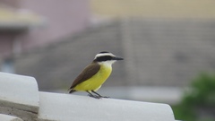 Pitangus sulphuratus