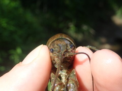 Faxonius margorectus