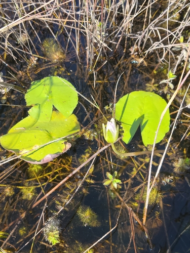 Tropical royalblue waterlily (Nymphaea elegans)
