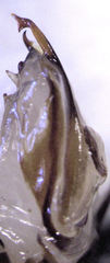 Drymaplaneta heydeniana