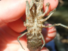 Faxonius margorectus