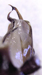 Drymaplaneta heydeniana
