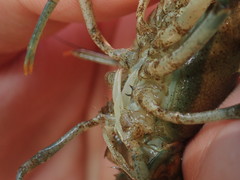 Faxonius margorectus