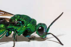 Chrysis smaragdula