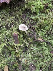 Hydropus praedecurrens