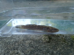 Etheostoma squamiceps