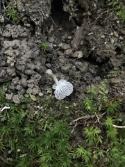 Hydropus praedecurrens