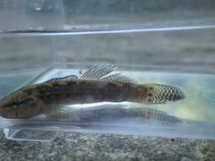 Etheostoma squamiceps