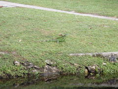 Iguana iguana