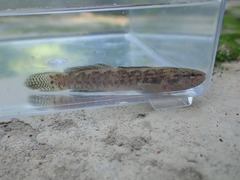 Etheostoma squamiceps