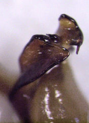 Drymaplaneta heydeniana