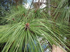 Pinus