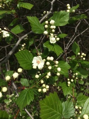 Crataegus scabrida