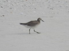 Calidris canutus
