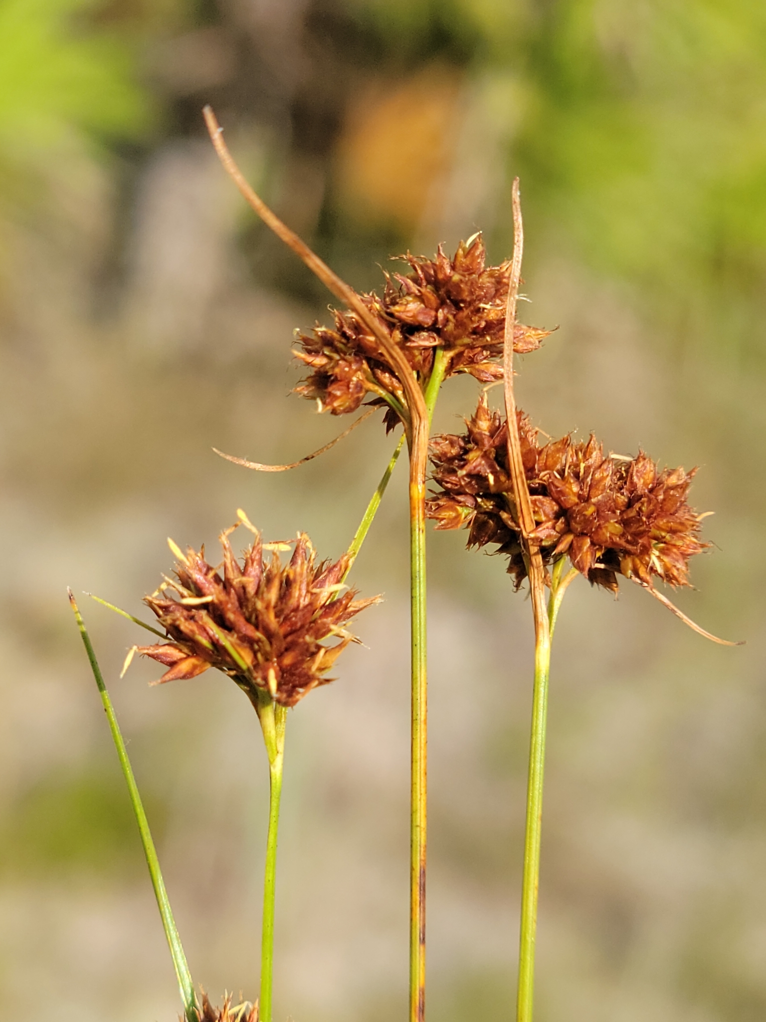 Rhynchospora fernaldii