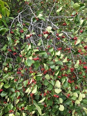 Crataegus scabrida