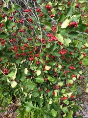 Crataegus scabrida