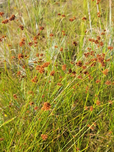 Image of Rhynchospora fernaldii by (c) Jay Horn, some rights reserved (CC BY)