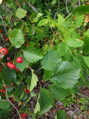 Crataegus scabrida