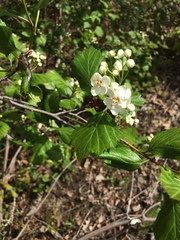 Crataegus scabrida