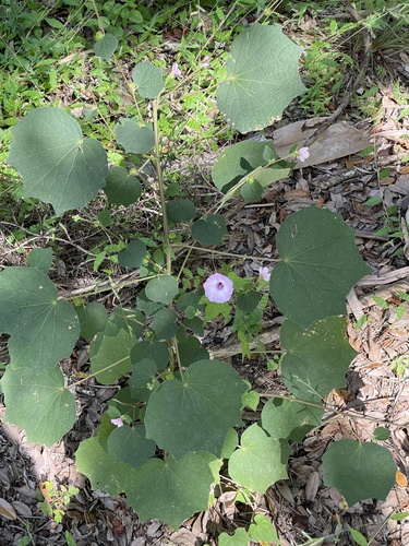 Ipomoea cordatotriloba image