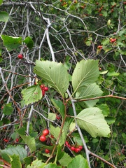 Crataegus scabrida