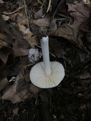 Pluteus pellitus
