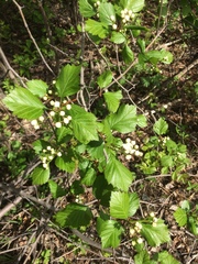 Crataegus scabrida