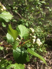 Crataegus scabrida