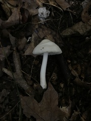Pluteus pellitus