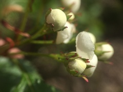 Crataegus scabrida