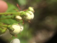 Crataegus scabrida