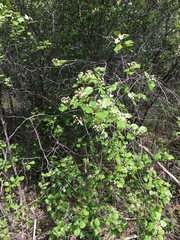 Crataegus scabrida