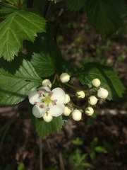 Crataegus scabrida