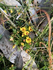 Pultenaea pedunculata