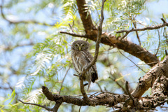 Glaucidium peruanum