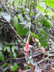 Ruellia angustiflora