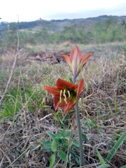Hippeastrum glaucescens